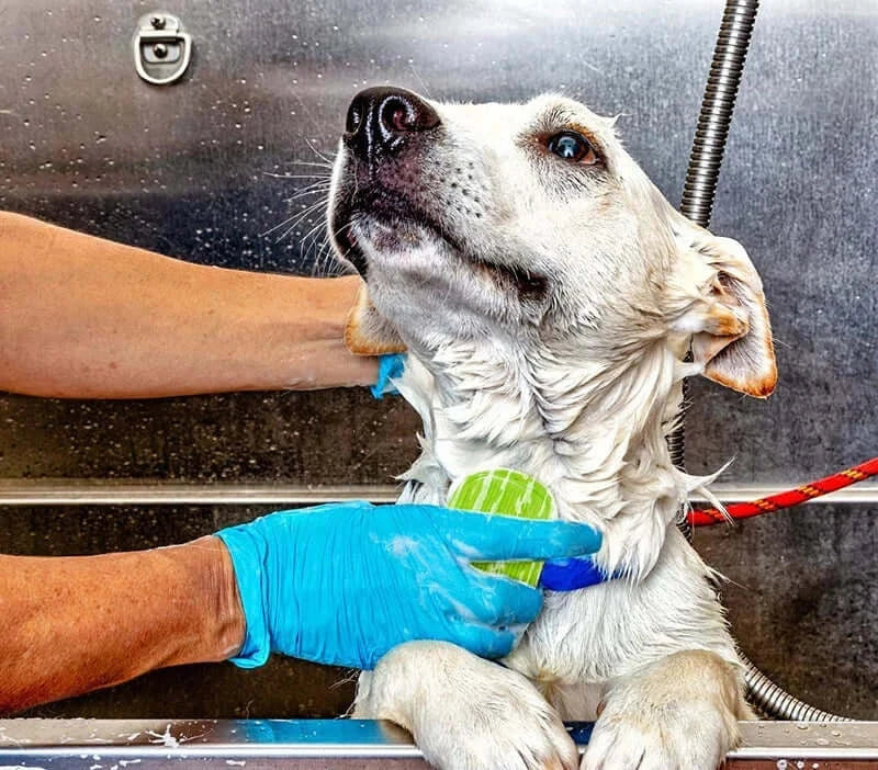 Dog receiving a gentle bath with a Comfort Pet Grooming Brush, showcasing a clean and enjoyable grooming experience.