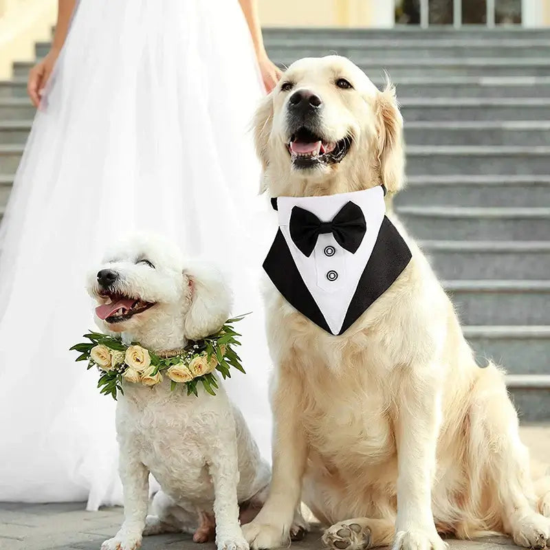 Two dogs in tuxedo and floral collar, showcasing elegance and charm at a wedding. Perfect for stylish pet moments.