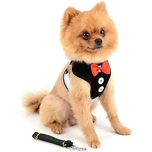 Stylish Pomeranian wearing a chic no pull dog harness and leash set with a red bowtie.