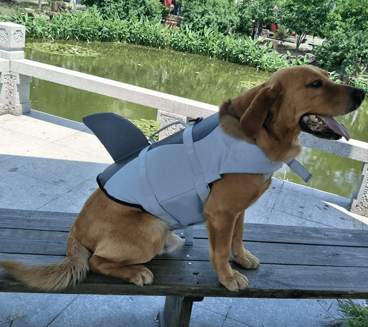 Golden Retriever wearing Pet Life Jacket Swimwear with shark fin design sitting on a bench by the water ready for summer adventures