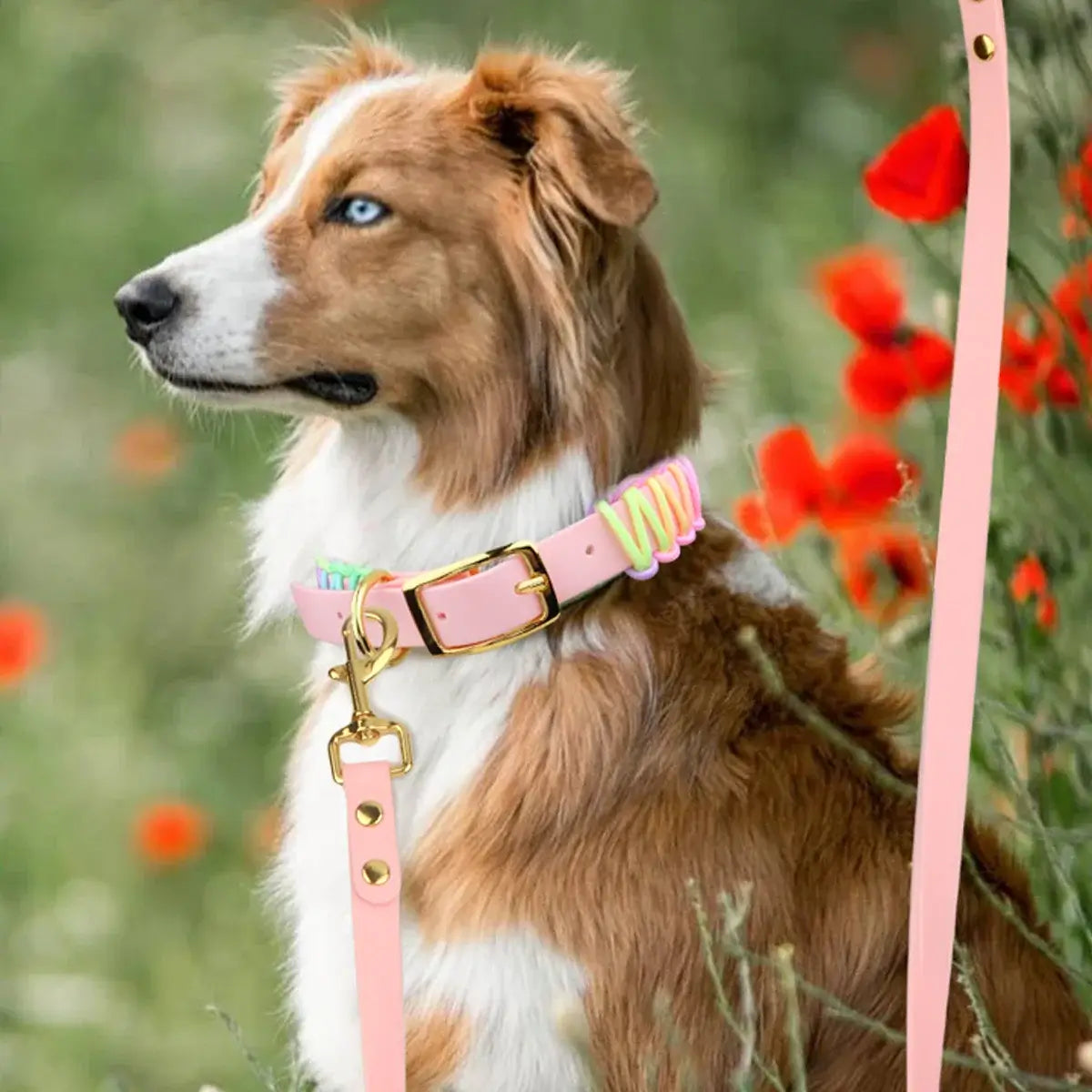 Vibrant Dog Collar & Leash Set - Ultimate Control & Style