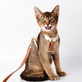 Load image into Gallery viewer, Cat wearing an anti-lost leather harness and leash set, showcasing comfort and style for outdoor adventures.
