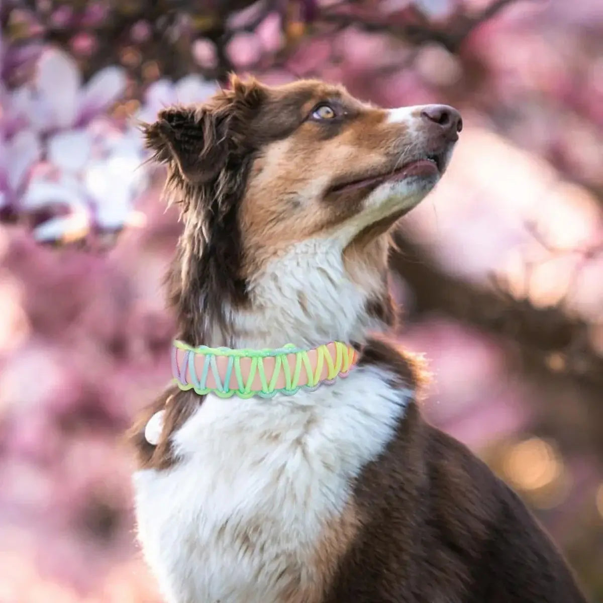 Vibrant Dog Collar & Leash Set - Ultimate Control & Style