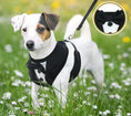 Load image into Gallery viewer, Stylish dog in a tuxedo harness set with a bow tie, enjoying a walk in a flower-filled field.
