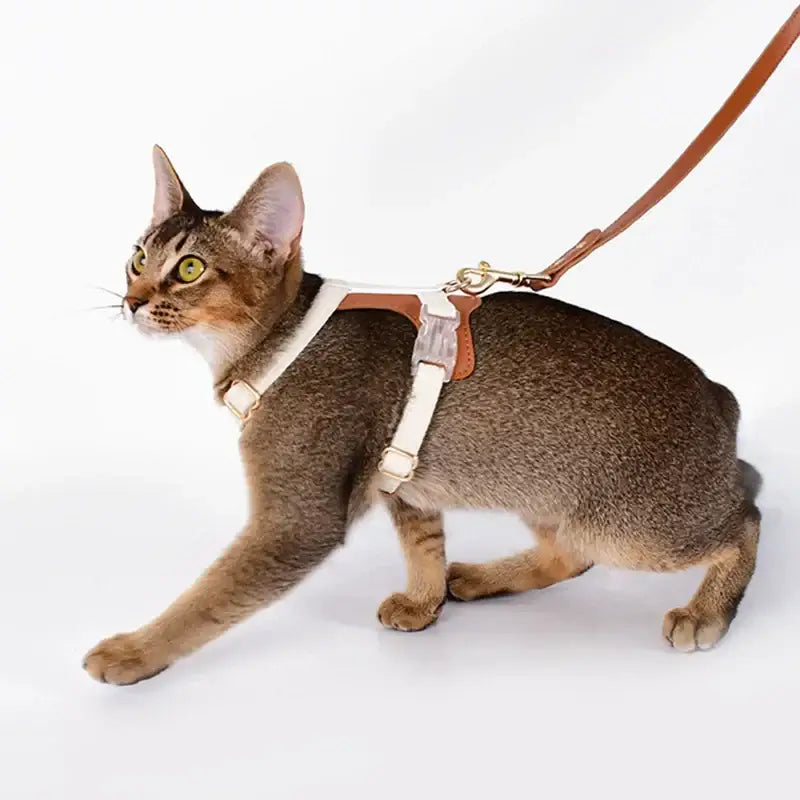 Cat wearing an anti-lost leather harness and leash, exploring confidently outdoors.