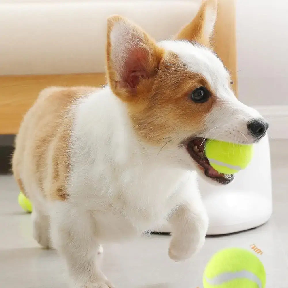 Cute dog playing with automatic interactive pet toy and tennis ball indoors